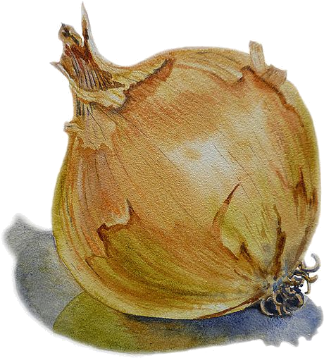 Fruits Et Legumes - Painting Of An Onion (564x564), Png Download
