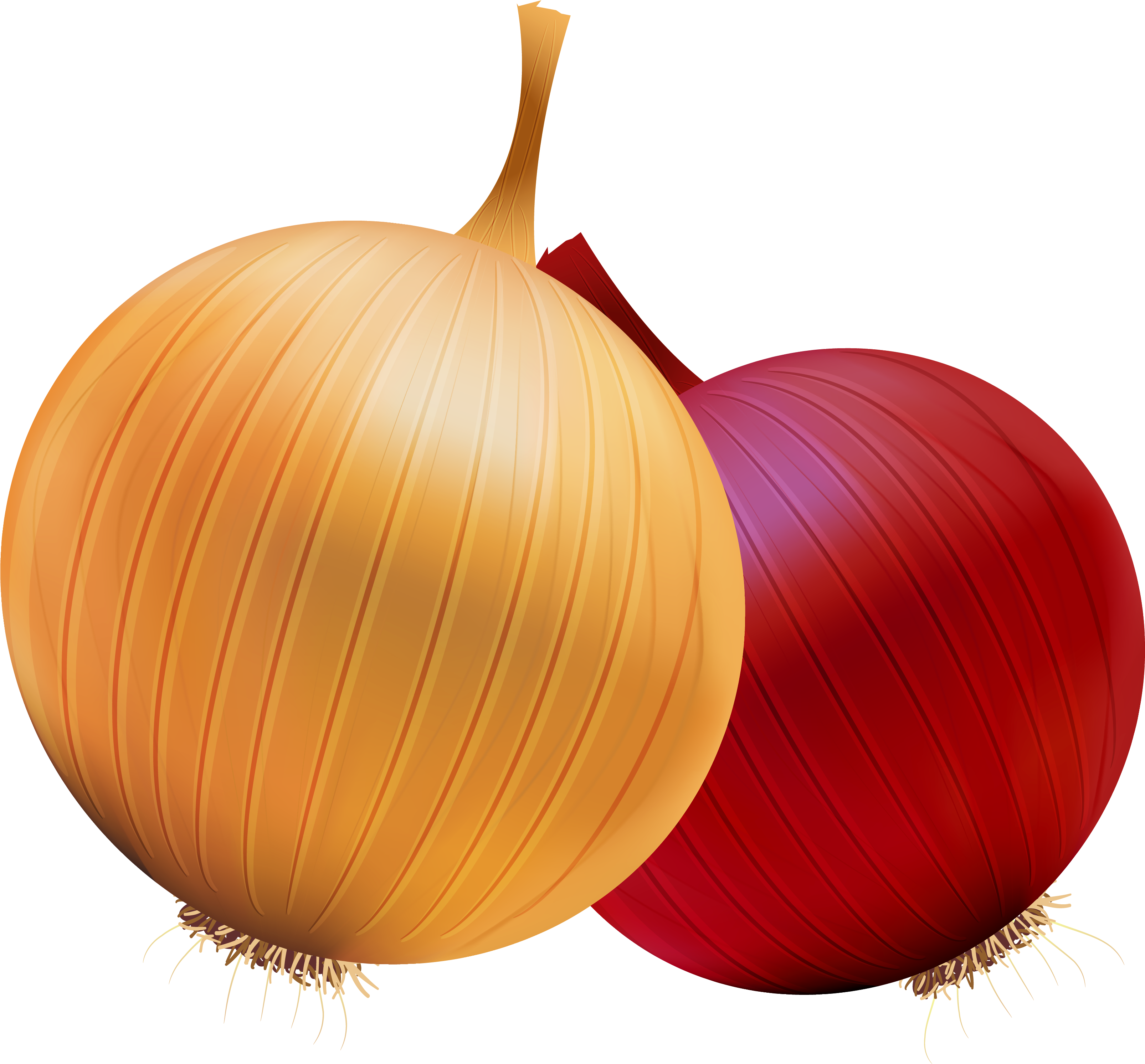 Onion And Red Onion Png Clipart - Clip Art Onion Png (3251x3022), Png Download