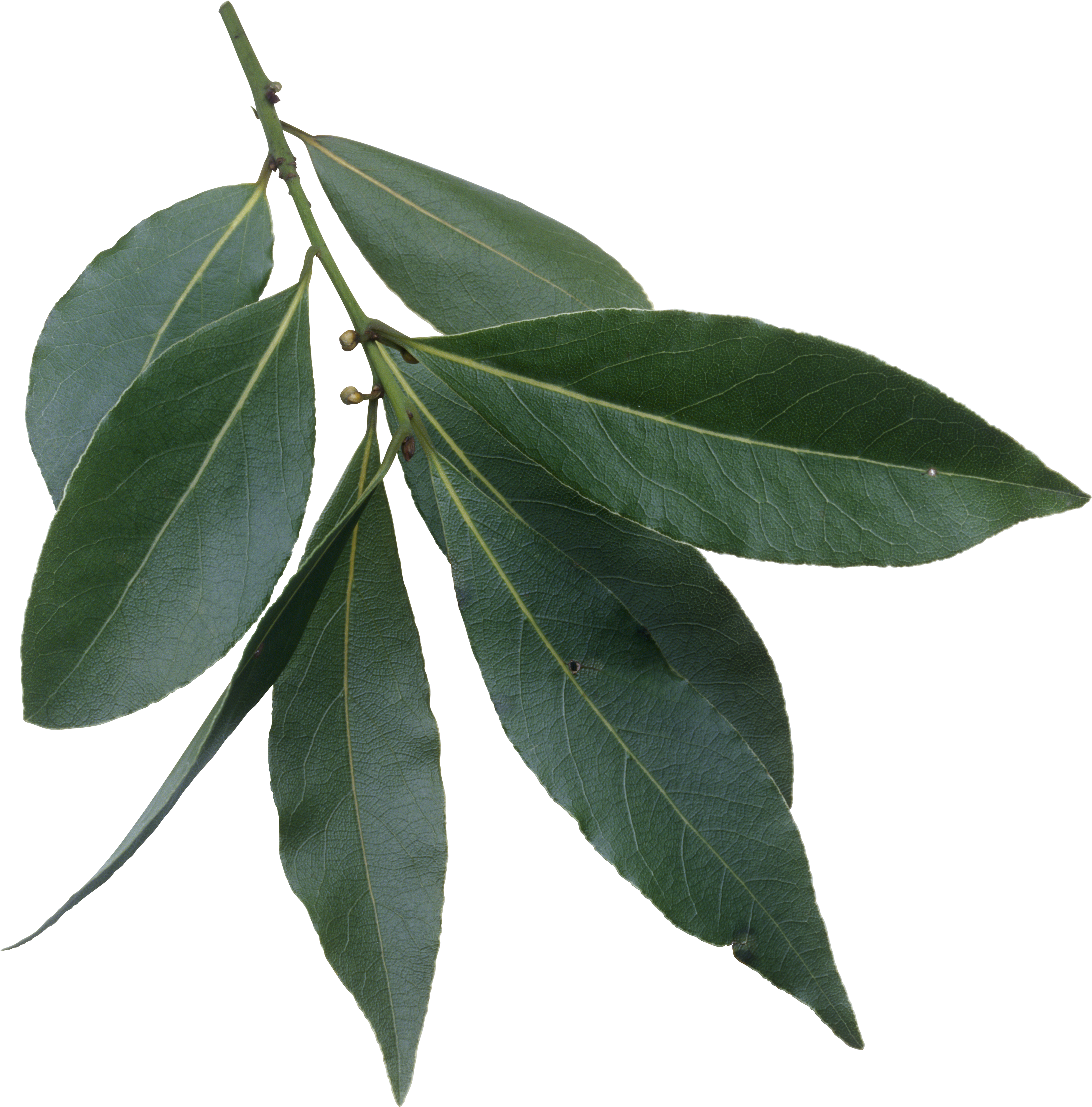 Laurus Nobilis Leaves - Fresh Bay Leaves Png (4961x4640), Png Download
