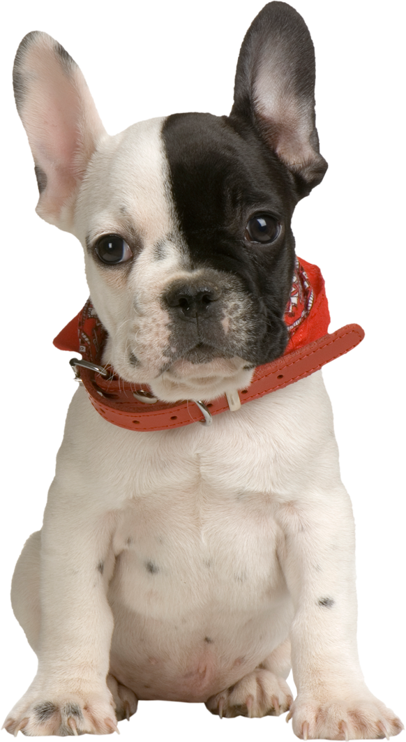 French Bulldog Puppy Png (582x1063), Png Download