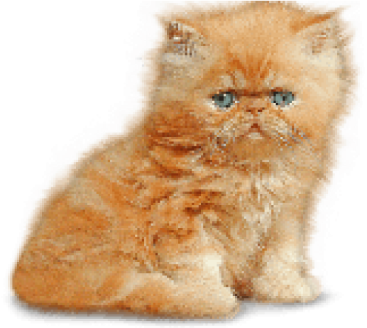 Kitten Png Transparent Graphic Freeuse Library - Kitten Png (640x480), Png Download