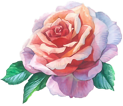 Rose Roses Flowers Watercolour Paint Watercolor Flower - Rose Flower Water Color (478x412), Png Download
