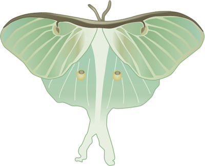 Luna Moth Clipart Watercolor - Luna Moth Drawin G (400x324), Png Download