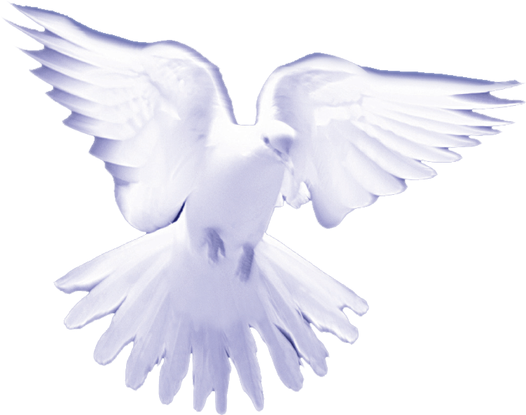 Dove - White Birds On Heaven (835x620), Png Download