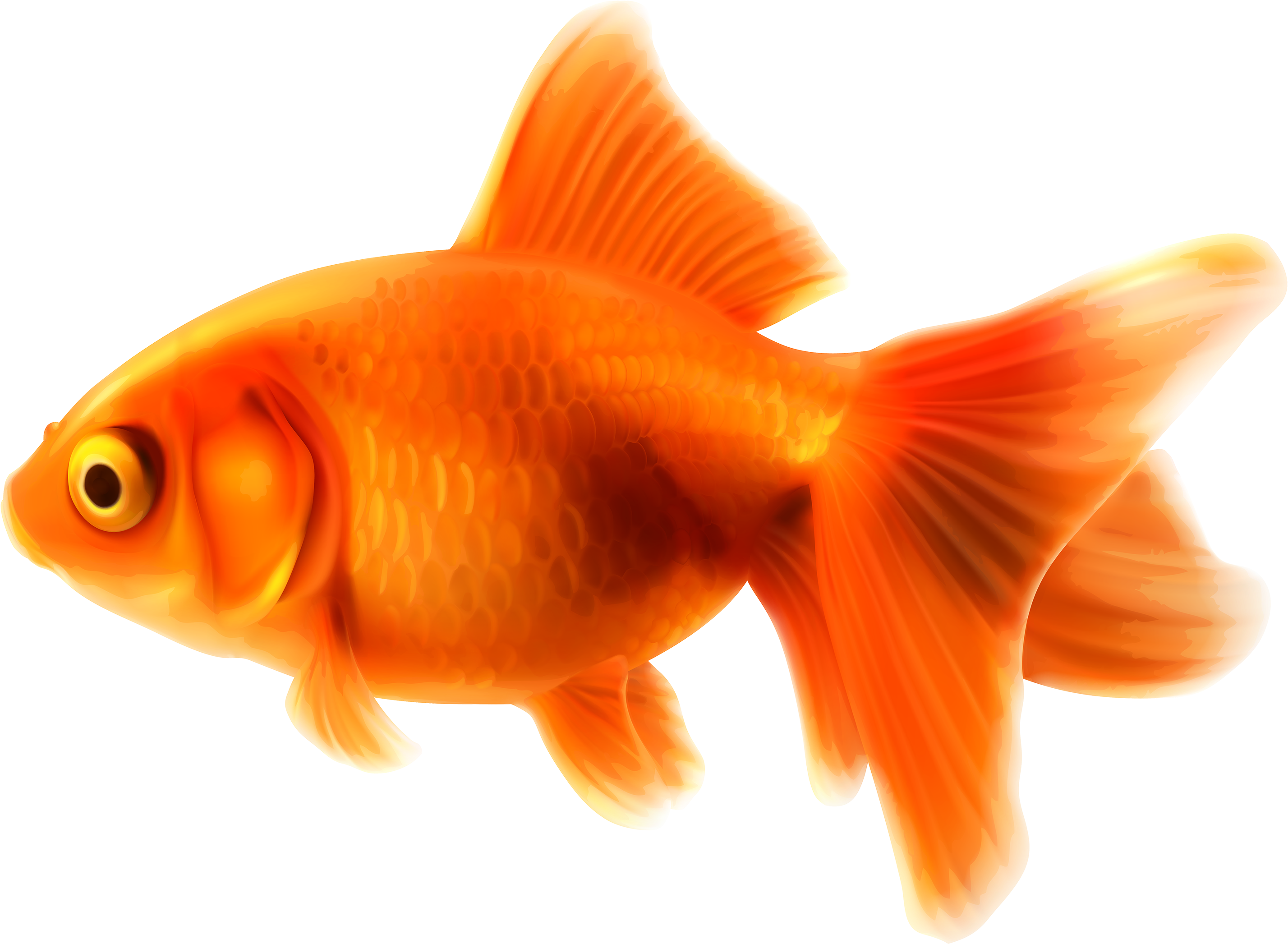 Goldfish Png Clipart - Goldfish Clipart (3000x2174), Png Download