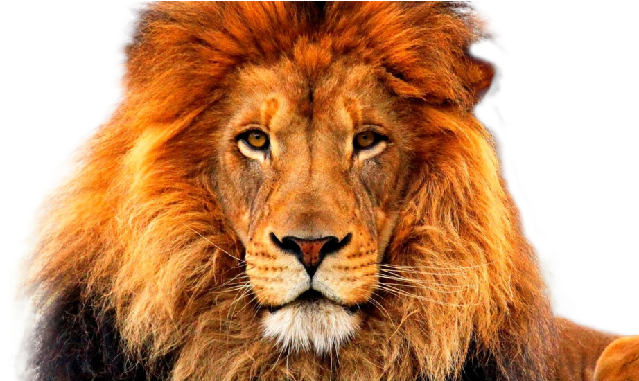 Lion Png - Wildlife Heritage Foundation (1024x549), Png Download
