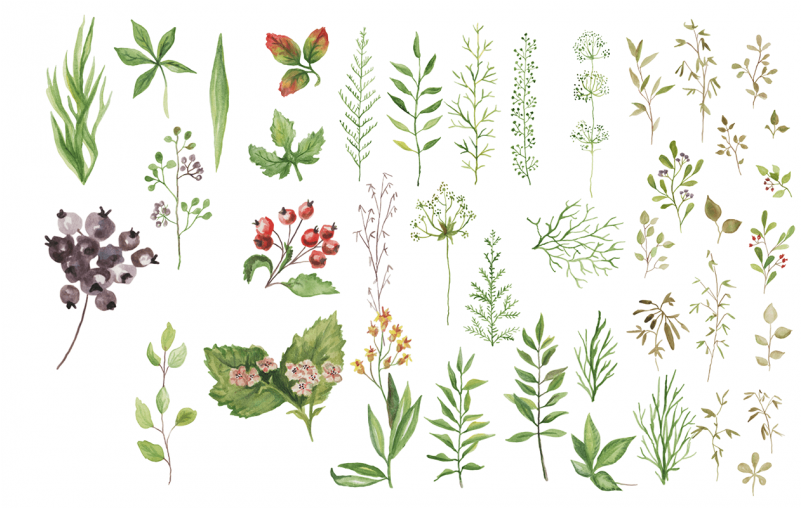 Green Plant Elements Set S476 - Motif (800x800), Png Download