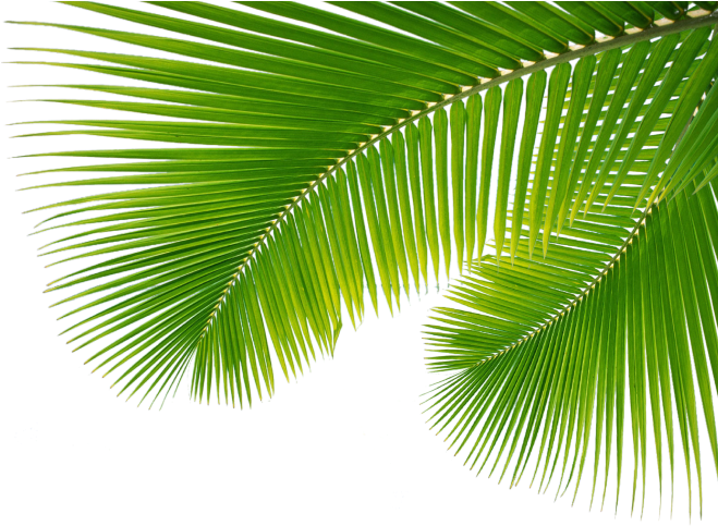 Free Icons Png - Palm Leaves Png (687x525), Png Download