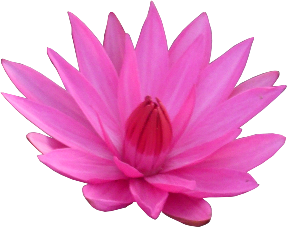 Lotus Transparent Png - Lotus Transparent (983x1024), Png Download