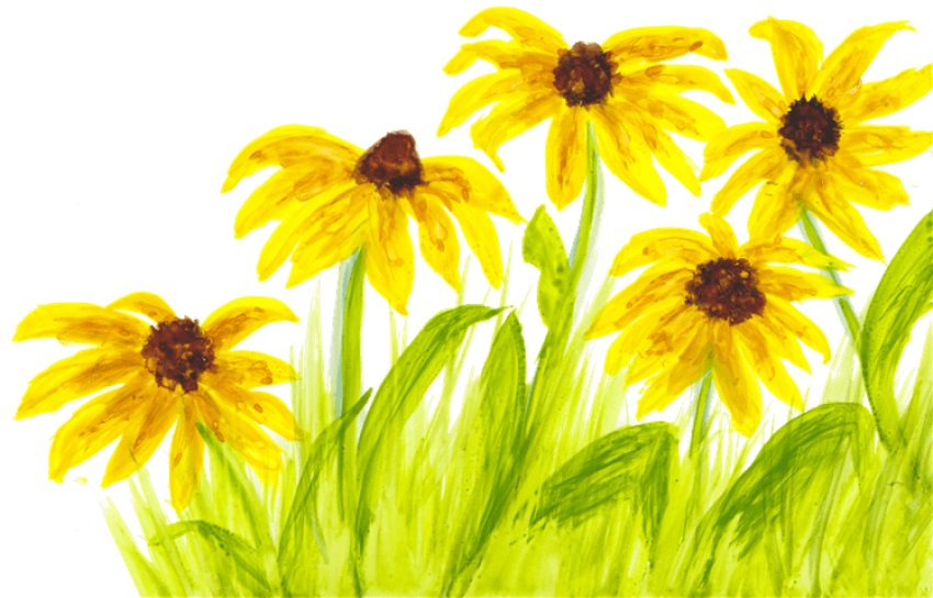 Local Artist Adds Flair To New Children's Book Series - Black-eyed Susan (749x480), Png Download