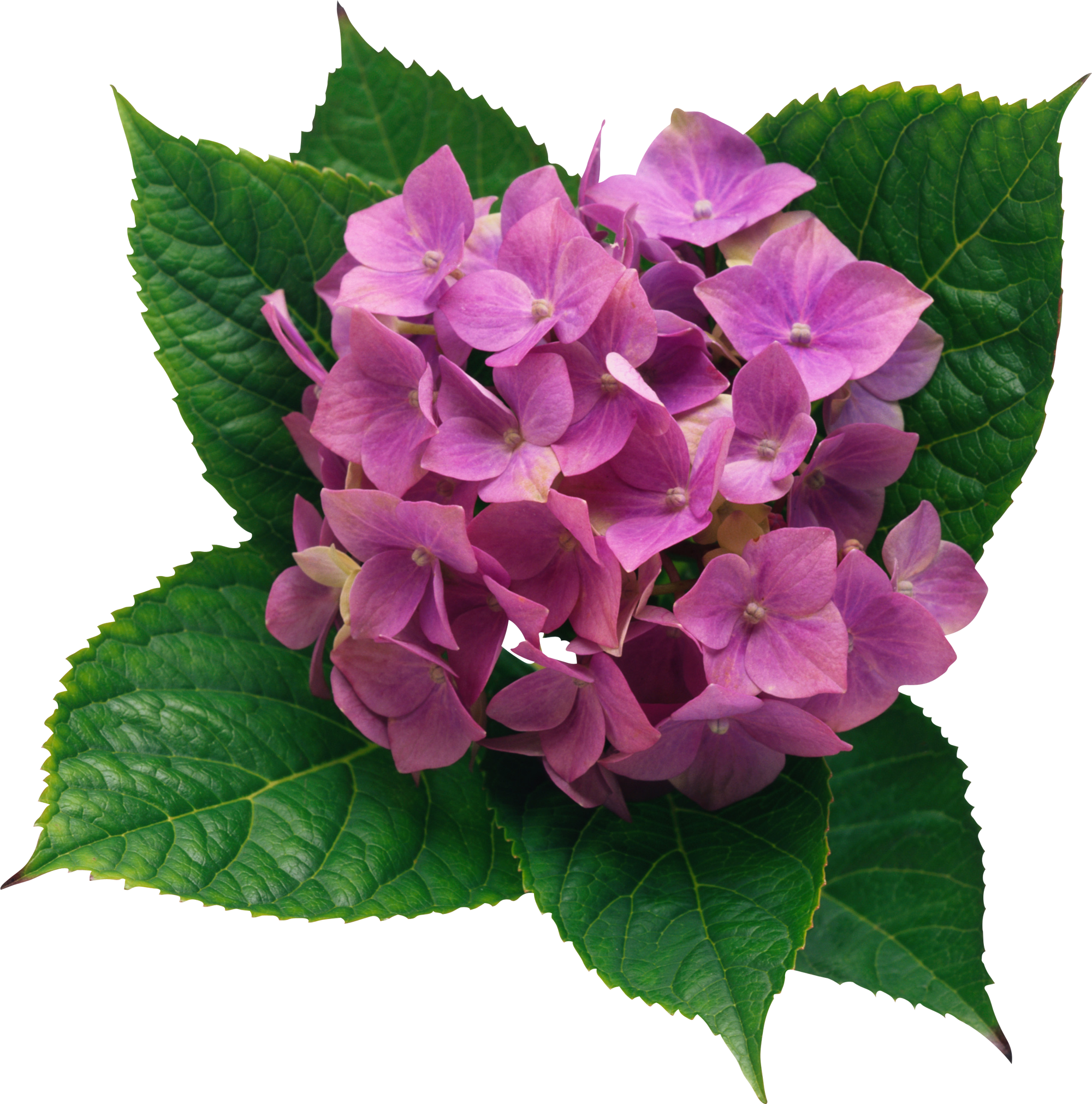 Hydrangea Png Clipart Picture - Impact Of The Environment On The Phenotype (2000x2022), Png Download