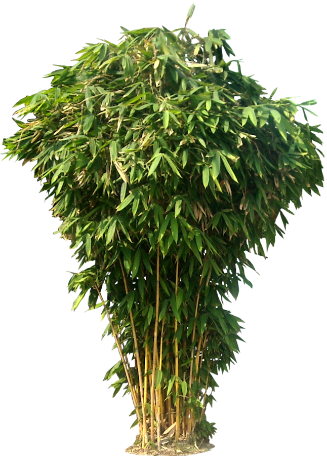Tree Photoshop, Photoshop Design, Photoshop Images, - Bamboo Png (646x900), Png Download