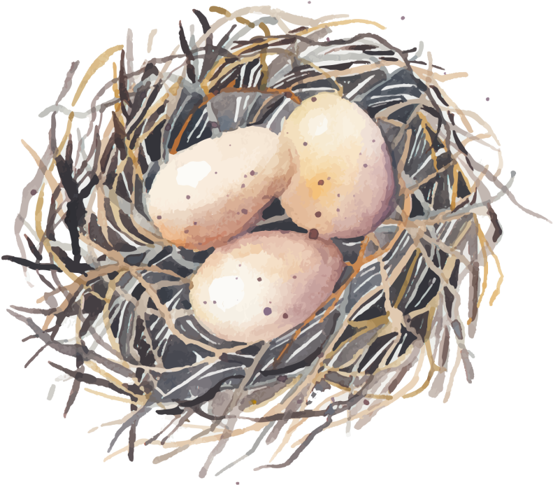 Drawing Egg Watercolor Clipart Royalty Free Library - Everyday Grace: 60 Devotions (1000x837), Png Download