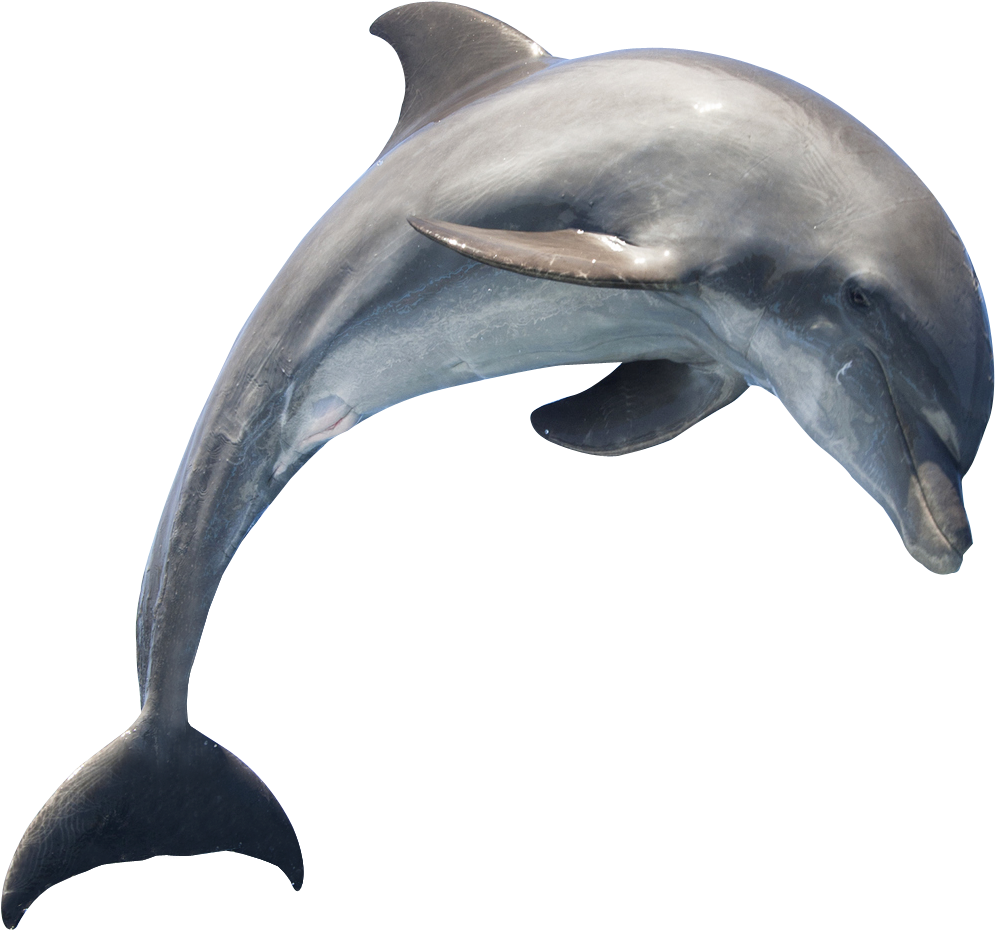 Dolphin Hd Png Photo - Can You Tell A Dolphin From A Porpoise? (1294x1174), Png Download