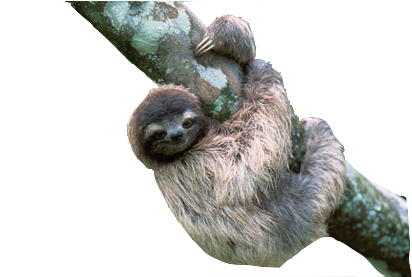 Sloth Png Transparent Images - Sloth Transparent (460x276), Png Download