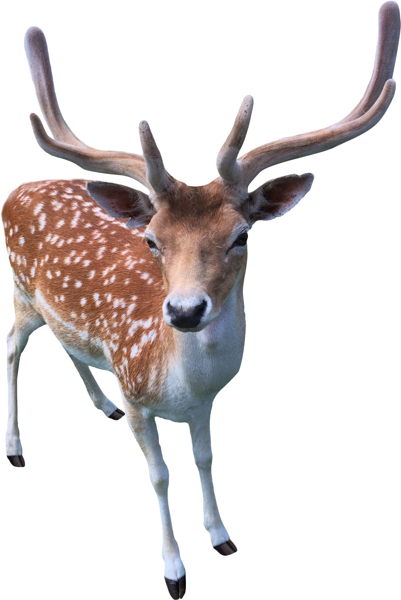 Transparent Background Deer Png (1600x2222), Png Download