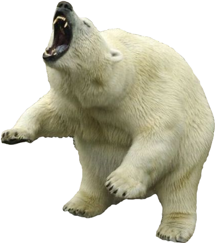 Polar White Bear Png - Polar Bear Transparent Png (477x575), Png Download