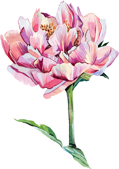 Trans Par En Cy - Illustration Flower (500x591), Png Download