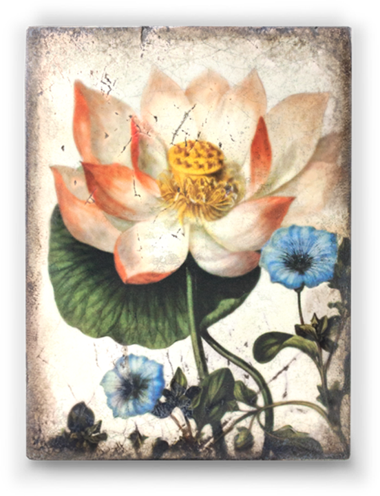 Sacred Lotus - Inspiration Collection - Spring - Sid (552x720), Png Download