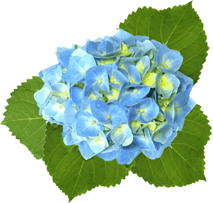 Blue Hydrangea - Blue Hydrangea Clip Art (600x571), Png Download