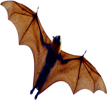 Animals Png - Murcielago Png (457x359), Png Download