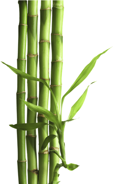 Bamboo Png - Wild Animals (what Am (413x620), Png Download