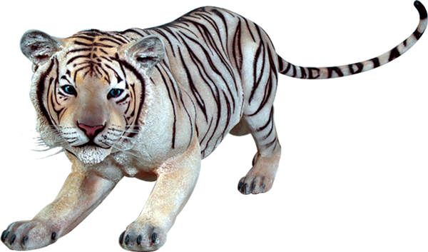 Siberian Tiger Transparent Png - White Siberian Tiger Transparent (600x353), Png Download