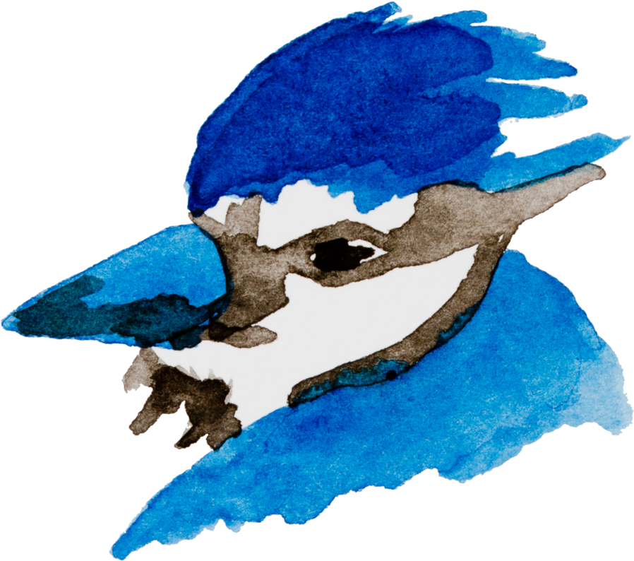 Bluejay Drawing Watercolor Graphic Royalty Free - Blue Jay (1000x1000), Png Download