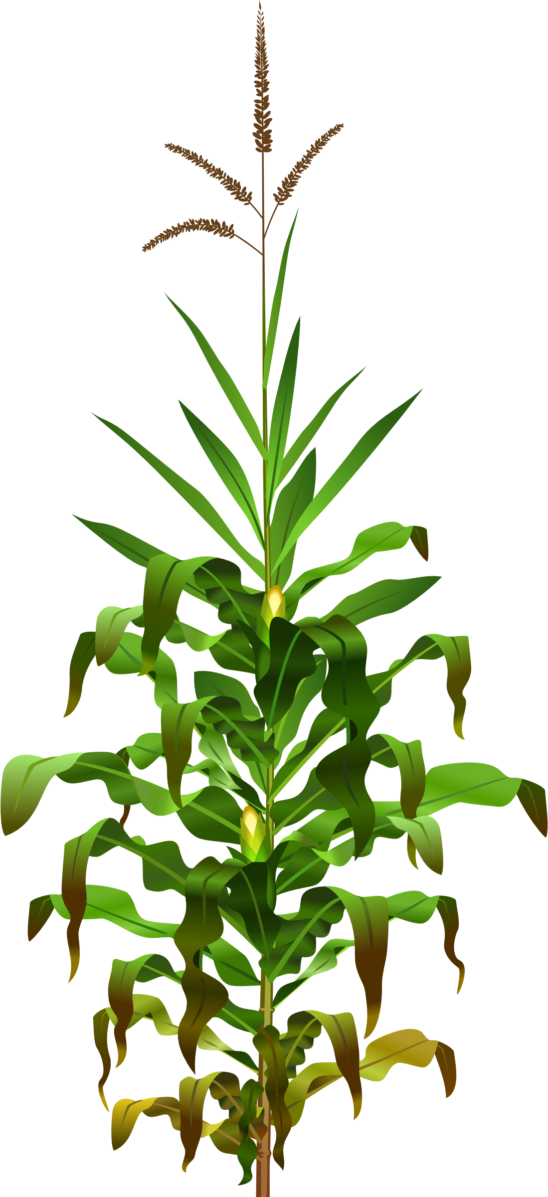 This Free Icons Png Design Of Corn Plant (1098x2400), Png Download