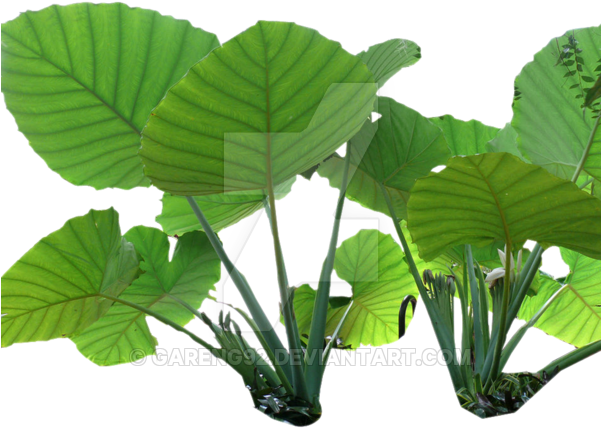 Tropical Rain Png - Rainforest Plant Png (600x600), Png Download
