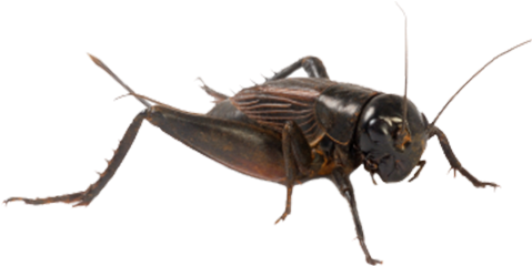 Cricket Bug (700x400), Png Download