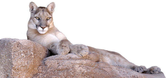 Photo Of A Lion Laying On A Rock Looking At Camera - Mountain Lion Lying Down (692x325), Png Download