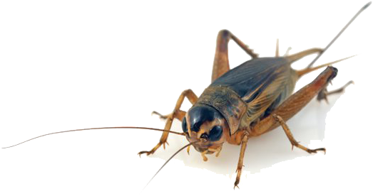 Cricket Insect Transparent Background (555x317), Png Download