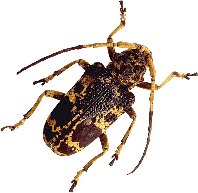 Free Png Insect Png Images Transparent - Real Insect Png (850x838), Png Download