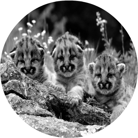 Mountain Lion Cub - Mountain Lion Cubs Mugs (479x479), Png Download