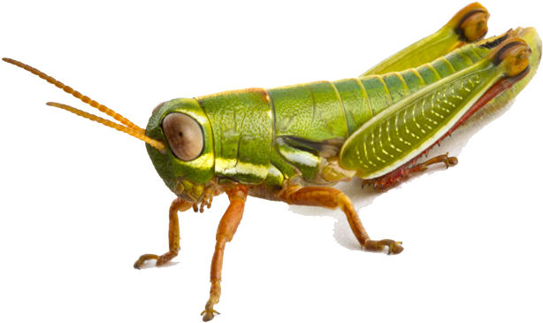 Grasshopper Png (800x533), Png Download