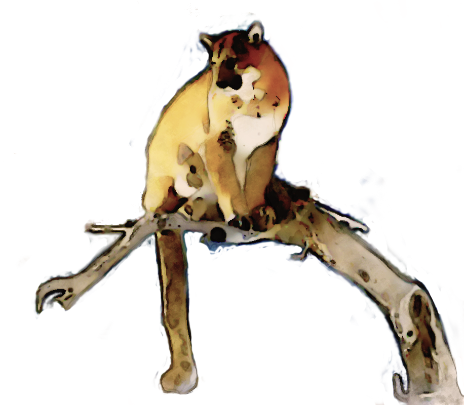 Lion (916x800), Png Download