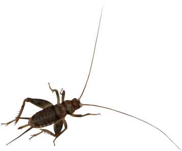 Choose The Right Live Cricket With The Tropical House - Cricket (400x300), Png Download