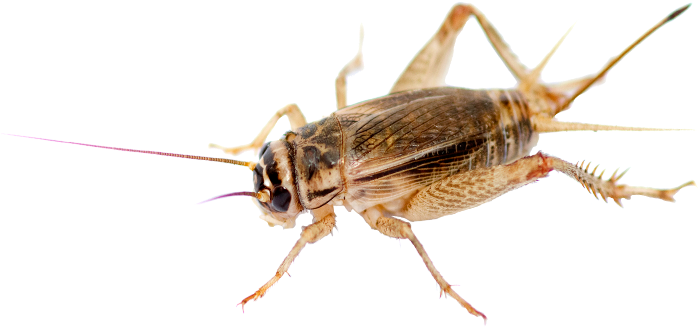 Cricket Pest Control - Physician (722x650), Png Download