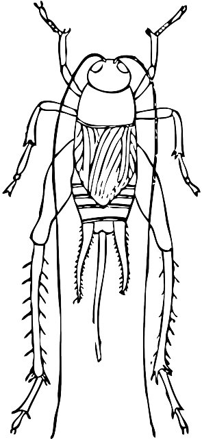 Cartoon, Bugs, Bug, Cricket, Insect, Crickets, Long - Cricket Outline (320x640), Png Download