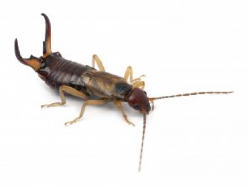 European Earwig (1024x839), Png Download