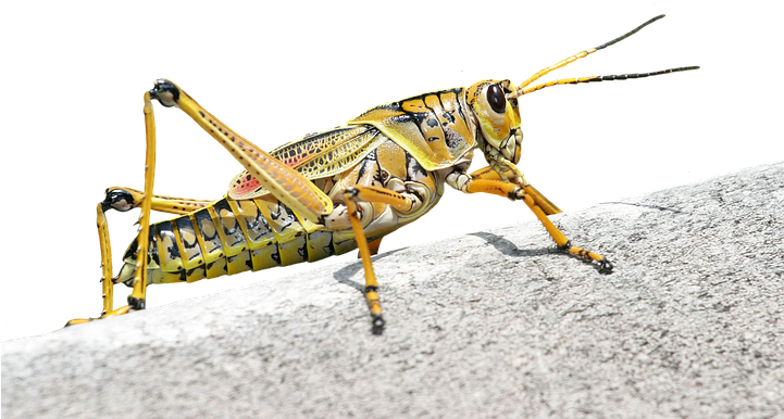 Animal - Grasshopper (720x480), Png Download