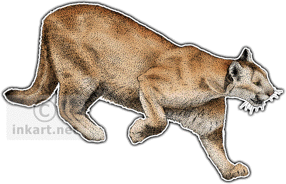 Mountain Lion Decal - Ocelot Wild Cats North America (590x381), Png Download