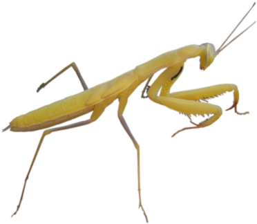 Bu-86 - Insects Hd Png (400x343), Png Download