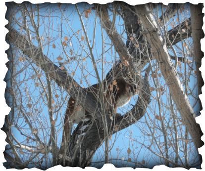 Mountain Lion Hunts - Birch (414x346), Png Download