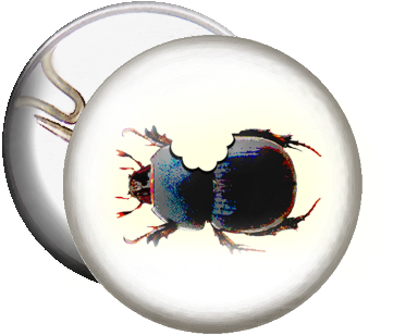 Beetle Bite - Bouton : I Love Bugs (533x533), Png Download