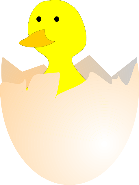 Chick, Hatching, Egg, Egg Shell, Broken, Open, Birth - Gambar Telur Ayam Menetas (481x640), Png Download