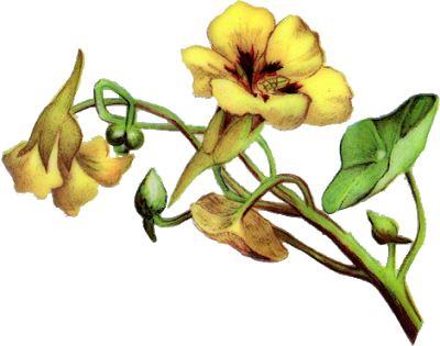 Vintage Flower Border Png Vintage Flowers[imagem Png] - Yellow Bell Flower Clipart (400x315), Png Download