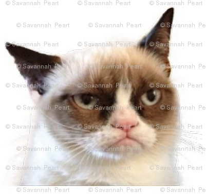 Transparent Background Cat Meme Png