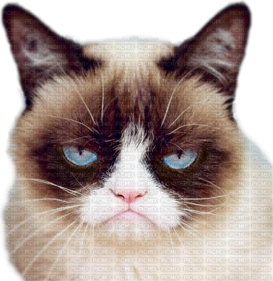 Grumpy - Grumpy Cat (384x395), Png Download
